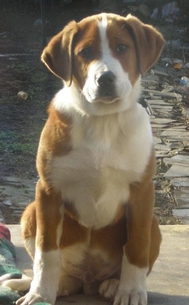 mon chien wisky