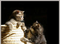 2 petits chatons