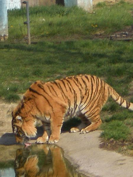 le tigre