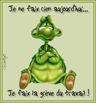 tortue