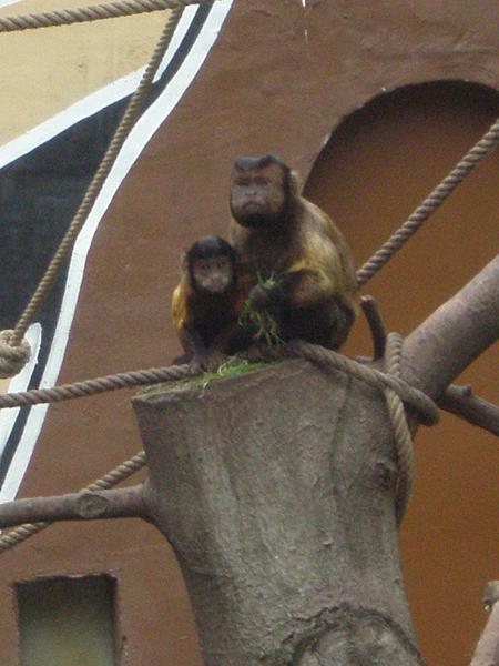 les petits singes du parc